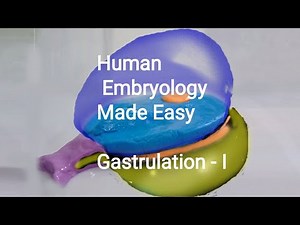 Human Embryology made easy. Gastrulation - I