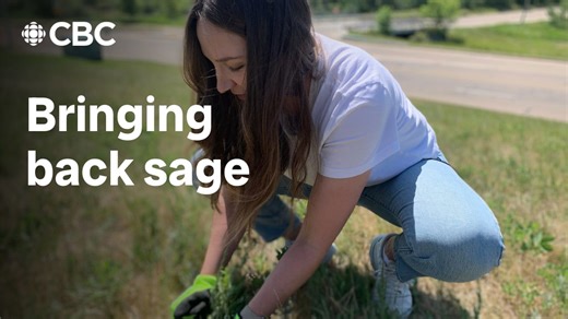 Bringing back mowed-down sage