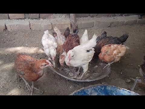 “Funny Hens & Chickens 🐓 | Cute Farm Animals | Chicken Sounds & Village Life Video”