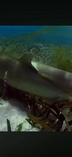 14 Year Old Lemon Shark Gives Birth #shark #lemonshark #nature #ocean
