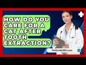 How Do You Care For A Cat After Tooth Extraction? - PetGuide360.com