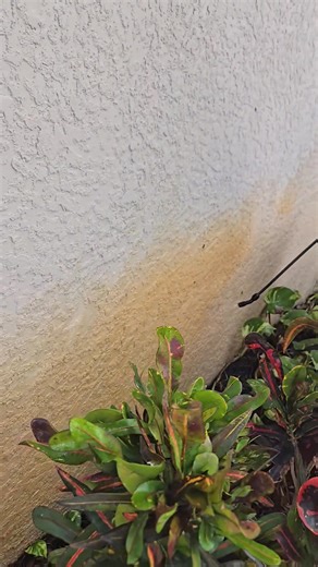 🔥 HOMEOWNERS IN NAPLES — READ THIS BEFORE YOU REPAINT YOUR WALLS 🔥 If you’ve got orange sprinkler rust stains on your walls, driveway, or pool deck… DON’T paint it… don’t pressure wash it… don’t ignore it. We remove sprinkler rust in minutes with a safe system that WON’T damage your home. Homeowners are shocked at how fast it works. (Seriously — it’s like erasing the stains.) ✔ No damage ✔ Same-day spots open ✔ Safe for walls, pavers, pool decks & enclosures ✔ Serving all Collier & Lee County 