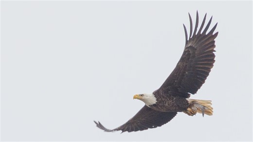 Bald eagles soar back in Maryland decades after pesticide threatened their survival