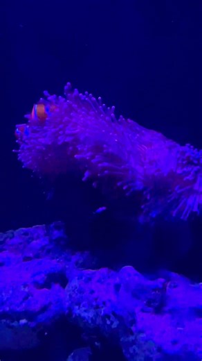 Nemo & Dory in Real Life #Shorts #findingnemo