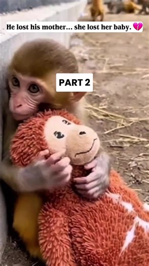 Healing Hearts: A Bond Between Two Monkeys