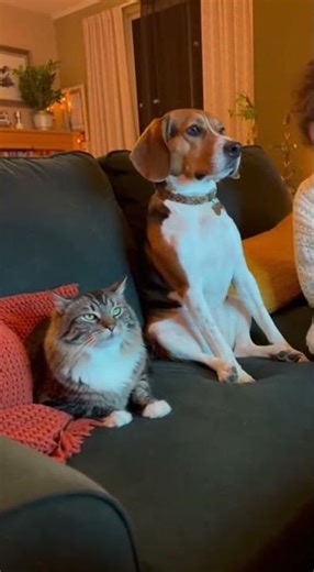 Dog Chills Like a Human!