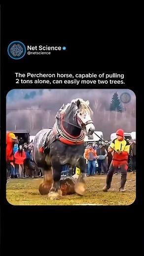 The Percheron horse, capable of pulling 2 tons alone, can easily move two trees.