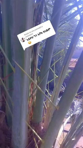 ‏Replying to @am.aamm85 #ፍቅር #ብቻ #አማራዬ #ፍቅር #ብቻ