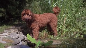 **JEAN HAINES ONLINE ART SCHOOL... - Jean Haines Watercolours