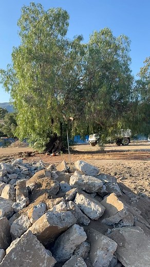 Schinus molle 🌳🪓🪵 | Podadores De Jalisco