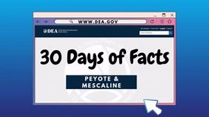 Peyote is a small, spineless cactus, where the active ingredient is the hallucinogen mescaline. Peyote has been used by indigenous peoples in northern Mexico & southwestern U. S. as a part of their religious rites. #DEADrugFacts https://www.campusdrugprevention.gov/sites/default/files/2022-11/Peyote & Mescaline 2022 Drug Fact Sheet_0.pdf | Drug Enforcement Administration - DEA