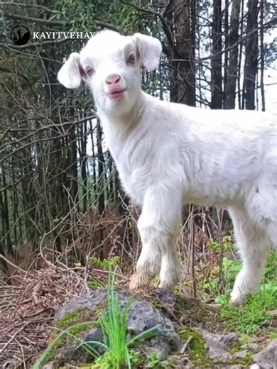 Cute Animal Sounds 🥰😇😊 ... #babygoat #lamb #calf #rooster #Capricorn cow sheep farmlife