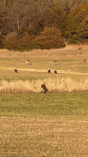Classic Redbird in this little video. | Jason Lee