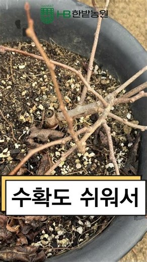 한번 맛보면 매년 심고 싶을 정도랍니다 🥝 용성2호 다래나무 묘목