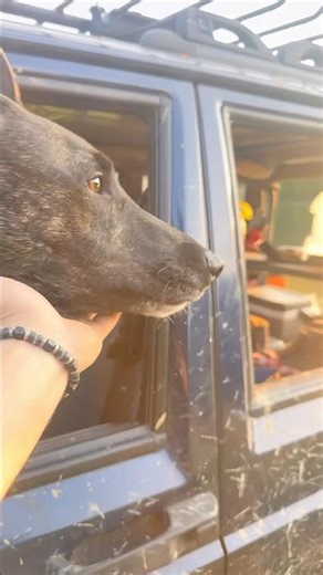 Jeep XJ #jeep #camping #overlanding #dog