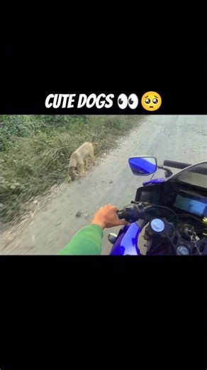 cute 🐶 puppies 👀🥺 #dogs #cow #puppies #pets #funny #viral #shorts