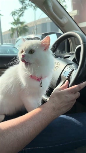 Barfo is malang#BarfiTheCat #outdoorcat #CuteFamilyMoments #FluffyCat #CatLovers