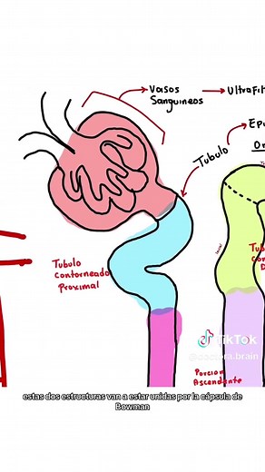 Fisiología Renal: Descubre la Nefrona y su Función
