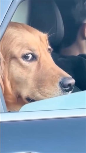 This dog is in a different tax bracket than us 😭