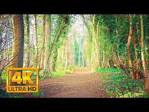 Magic Mushroom Simulation (experimental visuals 2)