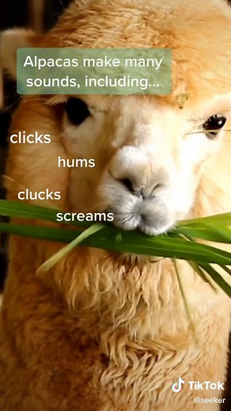 Understanding Orgles: The Mysterious Sounds of Male Alpacas