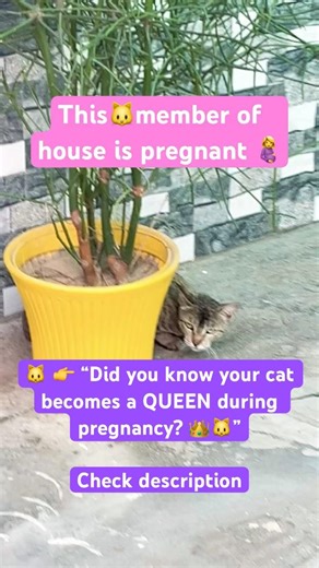 Little baby kittens are on way 🍼 #youtubeshorts #ytshorts #viral #fyp #viralvideo #shortsfeed #love