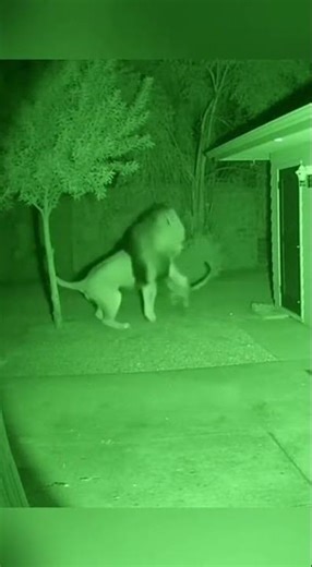 😱 Lion vs Cheetah Encounter! | King Meets Speed 🦁🐆