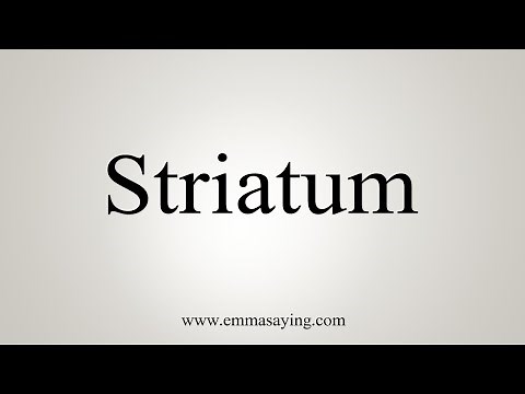 How To Say Striatum