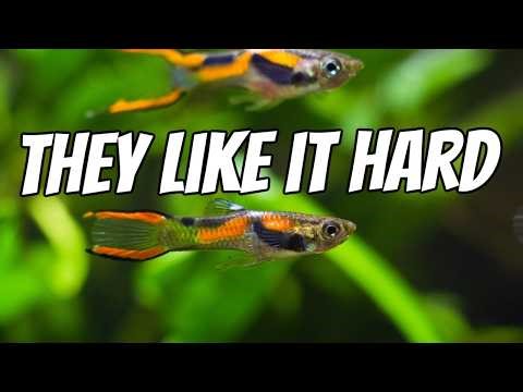 Buy These Fish If Your Water Is Hard