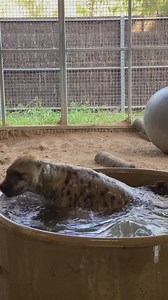 Aint no party like a hyena pool party 🛀 🎥 Keeper Kristy | Sydney Zoo