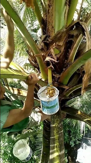 How Coconut Sugar is Made (Real Process)