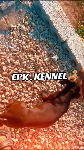 @EPK_KENNELS🔥 #apbt_game_dog🐊