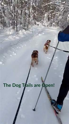 🐾 Ski with your Best Friend on our Dog Trails! 🐾 Did you know we have a few dog friendly trails for skijoring? Grab your skis, leash up your canine companion, and experience the thrill of winter together on our dedicated dog trails! 🐶 The Trails North of Pioneer Road are Dog Friendly: Darla’s Diversion, Spanky’s Spill, and Rascal’s Revenge Check out our Trail Map: https://abrtrails.com/skiing/maps/ Get ready for snowy fun. Check our trail conditions and plan your skijoring adventure today! #A