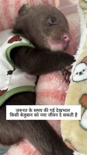पति पत्नी के लिए भालू बना राजा बेटा ☺️ #animallovers #bear #animalrescue
