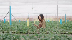 Female scientist inspecting strawberry plants growing in greenhouse. Girl with digital tablet working in a greenhouse. Farmer controlling strawberry in greenhouse. Greenhouse and organic healthy food