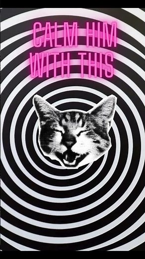 Viral Cat for 7 sec!😼Needs some rest #viralcats #viralcatsshorts