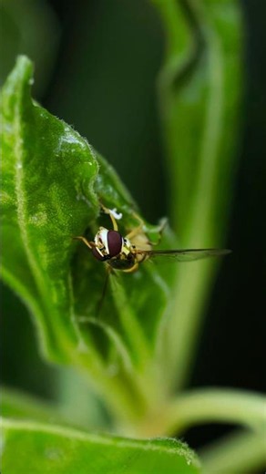 Hoverfly #macrophotography #naturevideo
