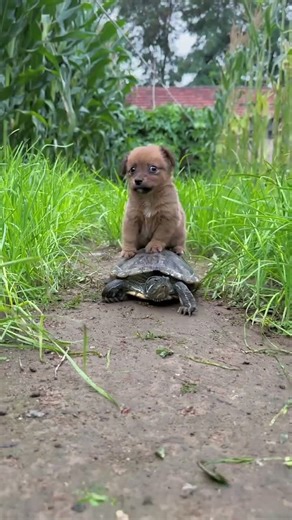 A playful dog riding a turtle #cutepets #dogs