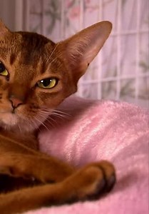 Too Cute! S01:E01 - Too Cute! Kittens