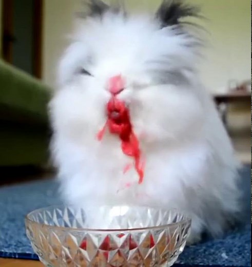 Rabbit eating Cherries, raspberries and Strawberries Vampire Bunny :D