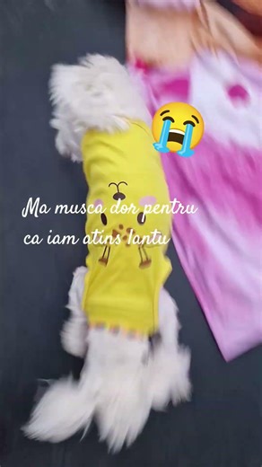 ma musca dor pentru ca iam atins lantu