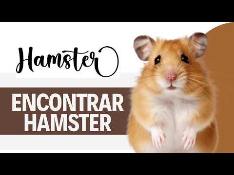 How to find a lost hamster in your house