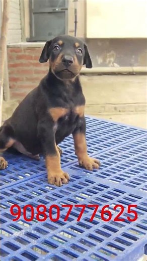 European standard Doberman puppies available for sale 9080777625
