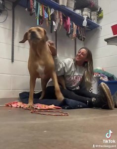 1.1M views · 12K reactions | **SIMBA NEEDS A HOME** Simba #20-385,...