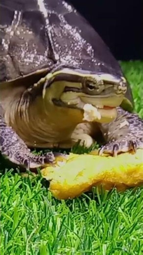 A cute turtle is eating.#asmr #turtle #asmrsounds #animals #feedshorts