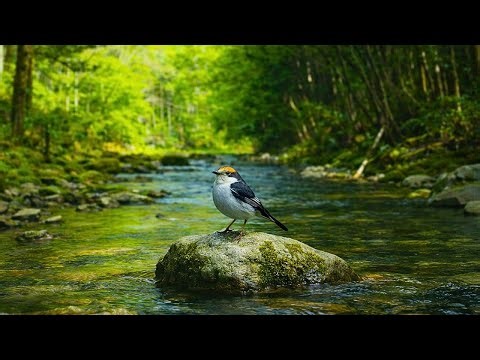 This Amazon Nature Sound Found You at the Right Moment