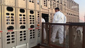 626K views · 7.2K reactions | Dawn at kdd these calves are being...