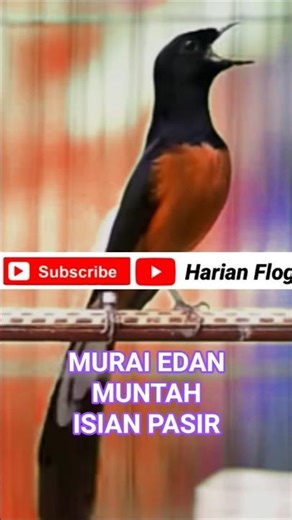 murai gacor EDAN muntah isian pasir #shortsvideo #shortsfeed #shortsviral #shorts