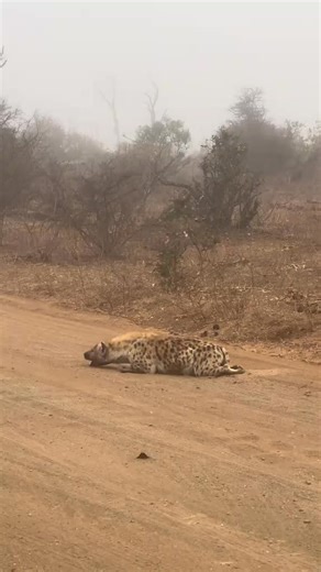Checking this Hyena vocalisation known as a Whooping Sound !!! Captured by PennyGoneWild🐆🌿 | Penville Penny Mavimbela