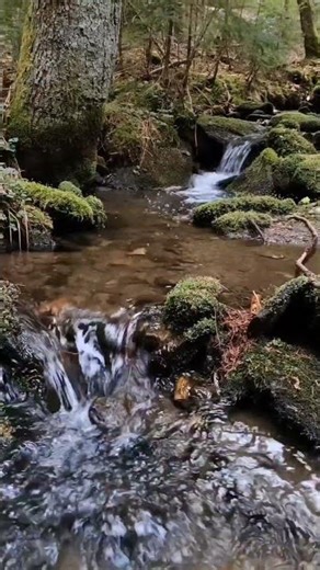 Kurze Auszeit am Bach im Wald 🌿